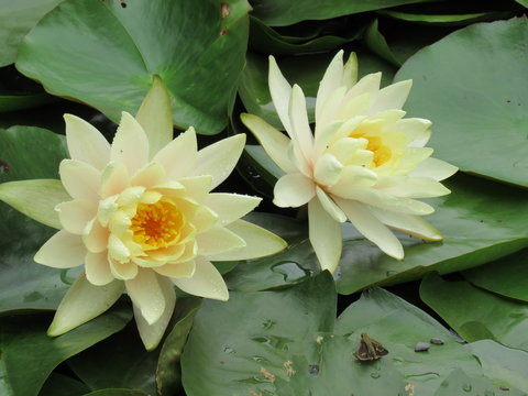 幸运彩票